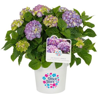 Hortensja ogrodowa &#39;Diva Fiore® Purple&#39; Hydrangea macrophylla