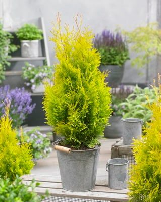Tuja Żywotnik zachodni &#39;Sunny Smaragd&#39; Thuja occidentalis