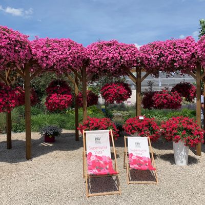 Supertunia Vista – nasiona, sadzonki i jak wygląda ich produkcja?