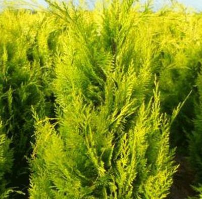 Cyprysik Lawsona &#39;Ivonne&#39; Chamaecyparis lawsoniana