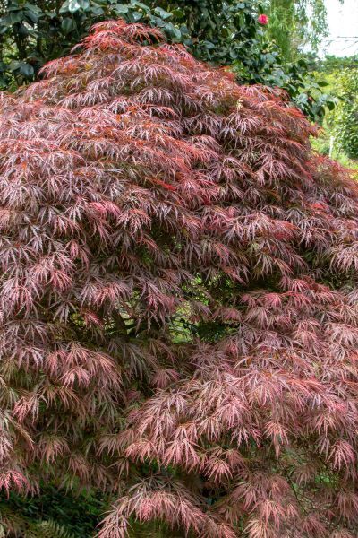 Klon palmowy &#39;Atropurpureum&#39; Acer palmatum