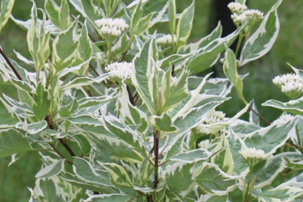 Dereń biały &#39;Elegantissimia&#39; Cornus alba