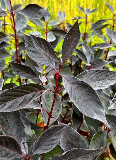 Dereń biały &#39;Nightfall&#39; Cornus alba