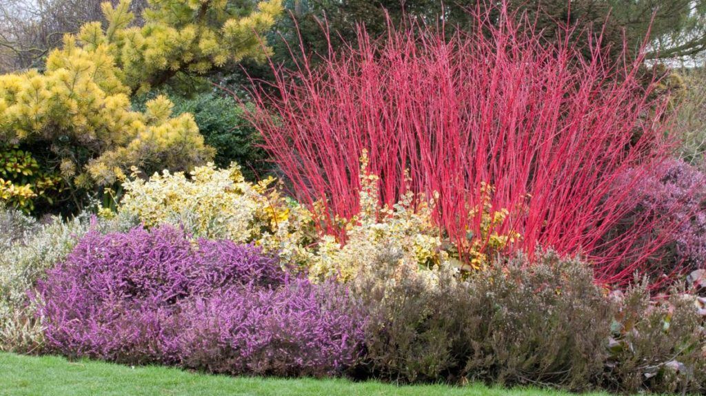 Dereń biały &#39;Sibirica&#39; Cornus alba