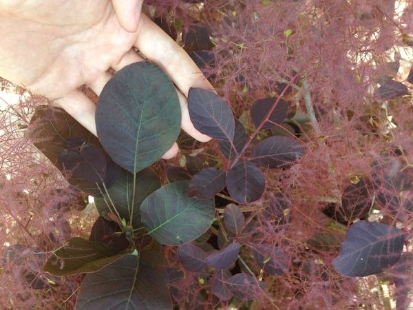 Perukowiec &#39;Dusky Maiden&#39; Cotinus coggygria