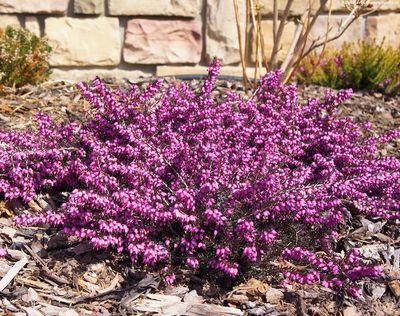 Wrzosiec darlejski 'Kramer's Rote' Erica darleyensis