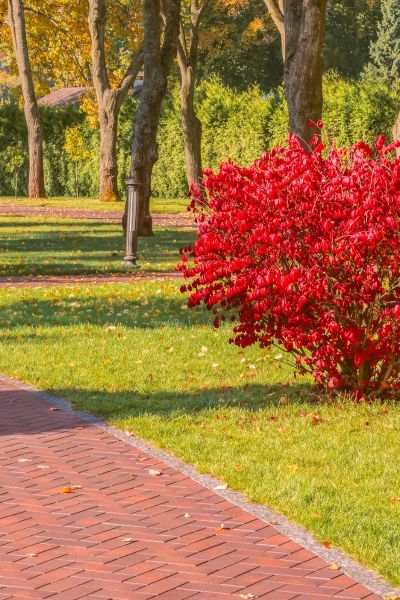 Trzmielina oskrzydlona &#39;Compactus&#39; Euonymus alatus
