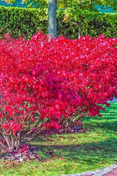 Trzmielina oskrzydlona Euonymus alatus