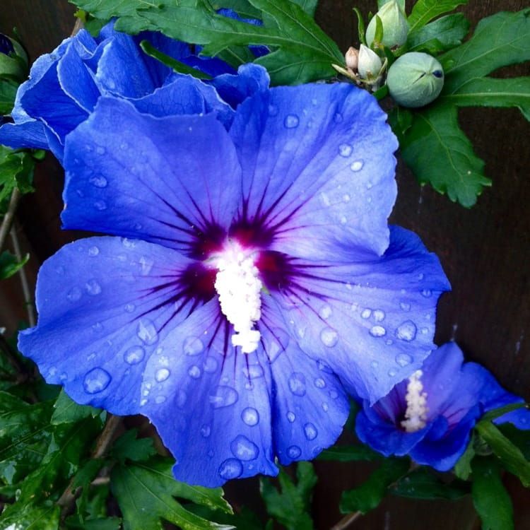 Hibiskus syryjski &#39;Marina&#39; Hibiscus syriacus