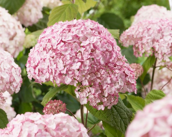 Hortensja drzewiasta Candybelle® &#39;Bubblegum&#39; Hydrangea arborescens