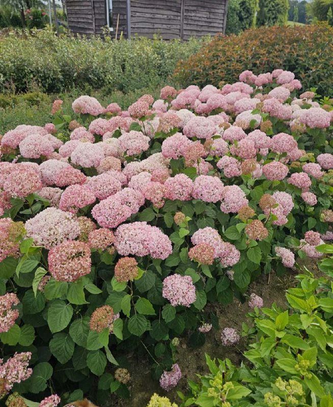Hortensja drzewiasta Candybelle® &#39;MiniBell&#39; Hydrangea arborescens