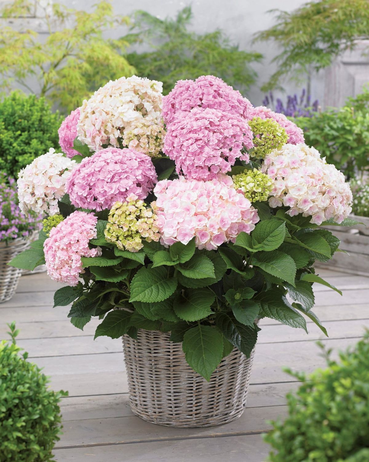 Hortensja ogrodowa &#39;Doppio® Nuvola&#39; Hydrangea macrophylla