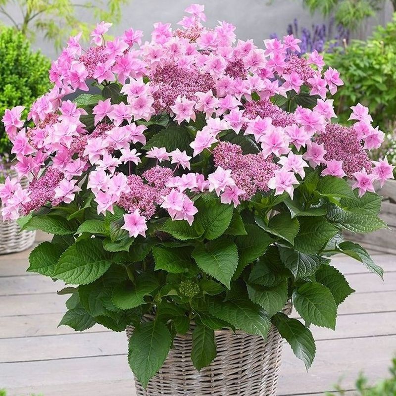 Hortensja ogrodowa &#39;Doppio® Rosa&#39; Hydrangea macrophylla