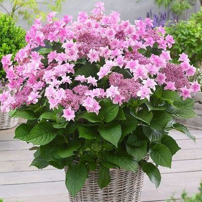 Hortensja ogrodowa &#39;Doppio® Rosa&#39; Hydrangea macrophylla