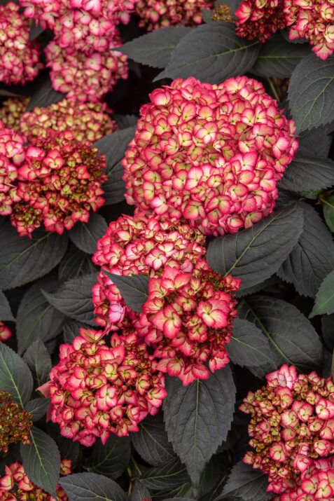 Hortensja ogrodowa &#39;Eclips&#39; Hydrangea macrophylla