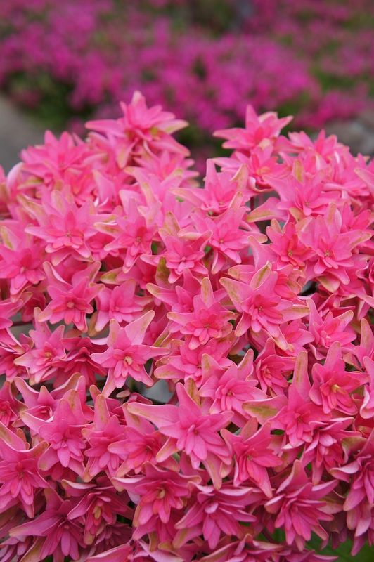 Hortensja ogrodowa &#39;You &amp; Me® Princess Diana&#39; Hydrangea macrophylla