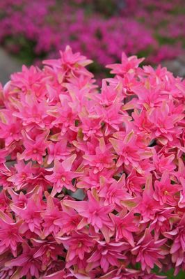 Hortensja ogrodowa &#39;You &amp; Me® Princess Diana&#39; Hydrangea macrophylla