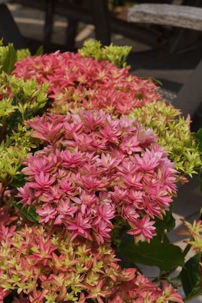 Hortensja ogrodowa &#39;You &amp; Me® Princess Diana&#39; Hydrangea macrophylla