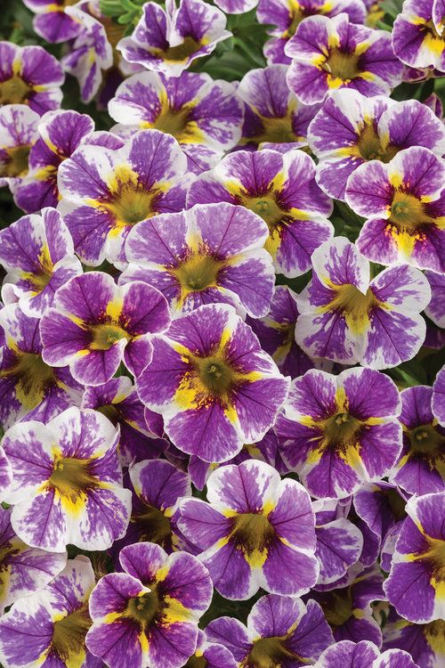 Superbells &#39;Holy Smokes&#39; Kalibrachoa, Calibrachoa