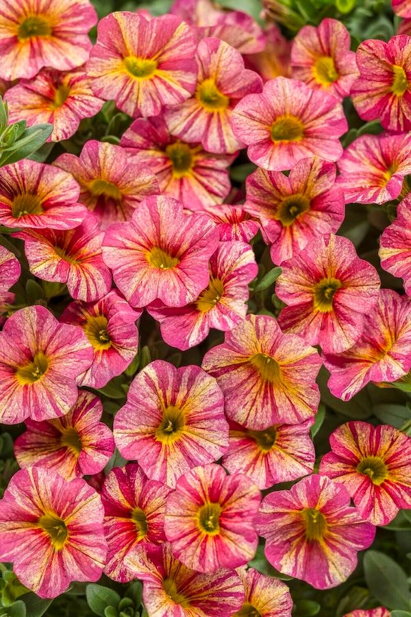 Superbells &#39;Tropical Sunrise&#39; Kalibrachoa, Calibrachoa