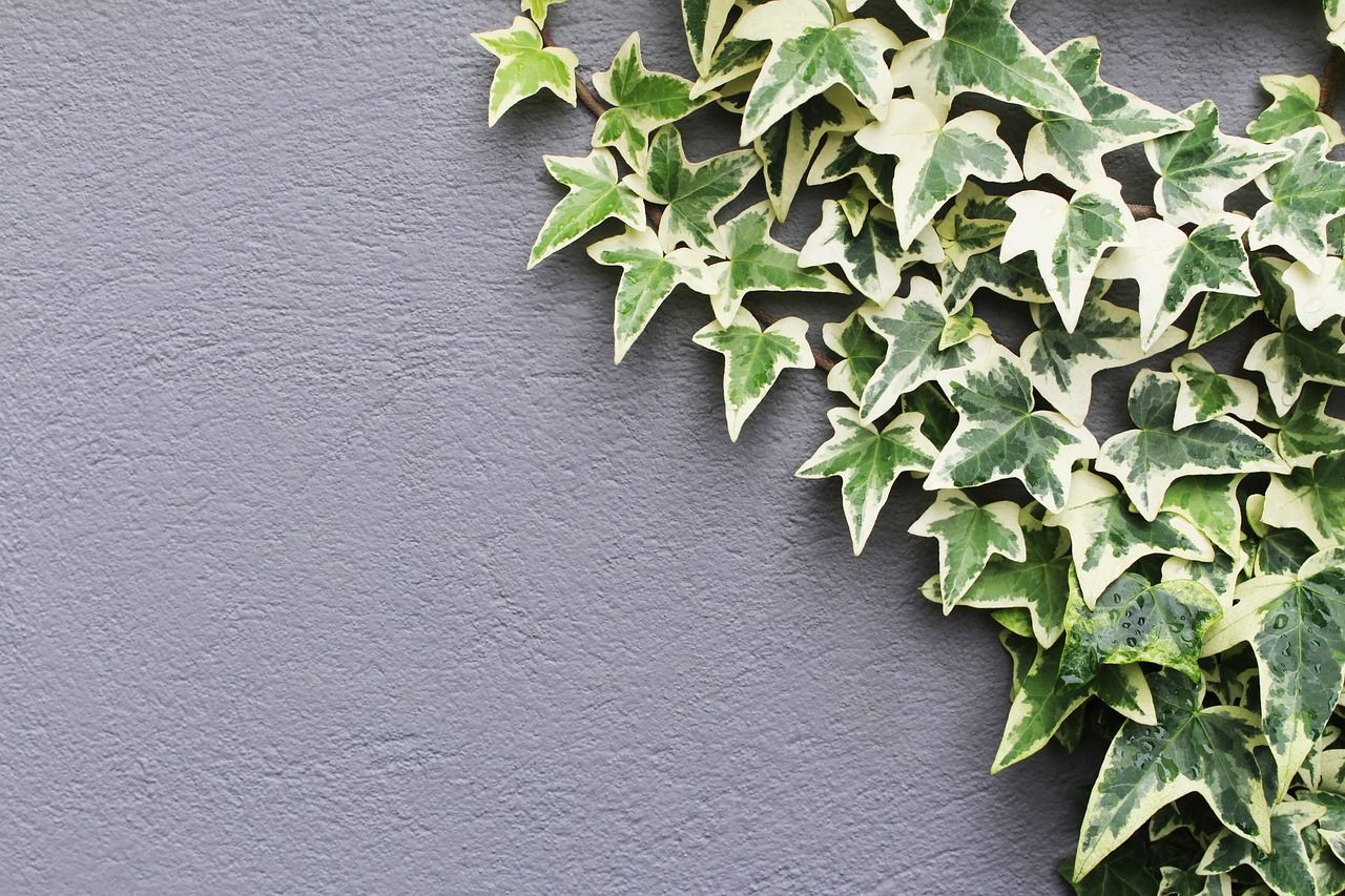 Bluszcz pospolity &#39;Variegata&#39; Hedera helix