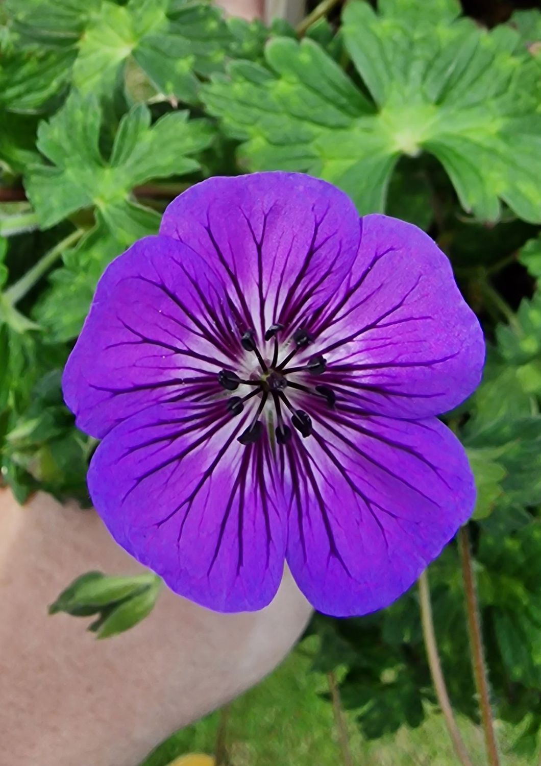 Bodziszek &#39;Mary-Anne&#39; Geranium hybrida