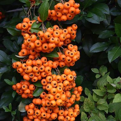 Ognik szkarłatny &#39;Orange Glow&#39; Pyracantha coccinea
