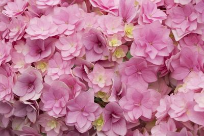 Hortensja kwitnąca co roku ogrodowa &#39;You &amp; Me® Together&#39; Hydrangea macrophylla