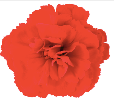 Goździk &#39;Code® Bright Red&#39; Dianthus hybrida