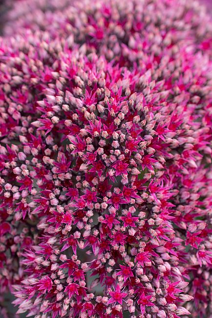 Rozchodnik &#39;Thunderhead&#39; Sedum telephium