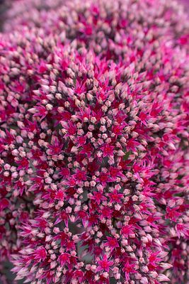Rozchodnik &#39;Thunderhead&#39; Sedum telephium