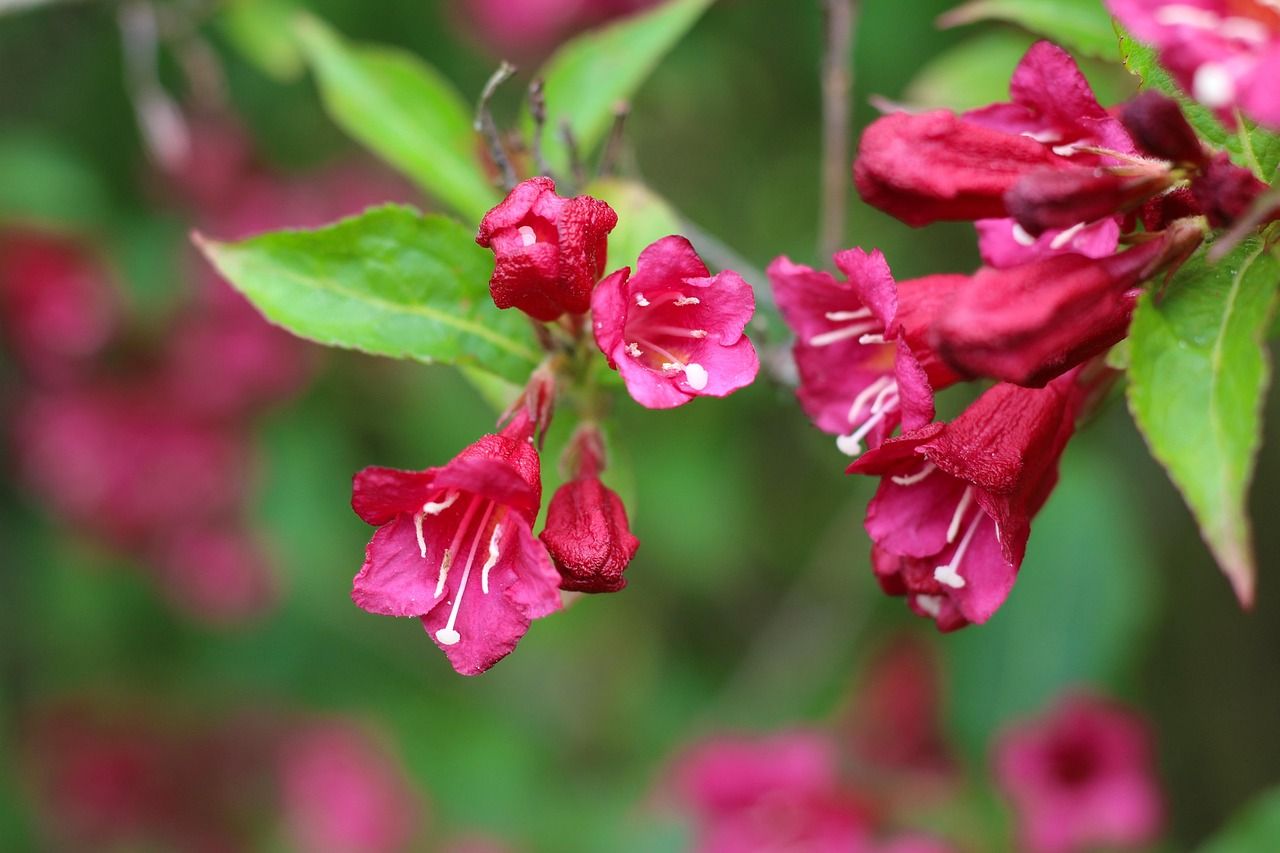 Krzewuszka cudowna &#39;Evita&#39; Weigela florida