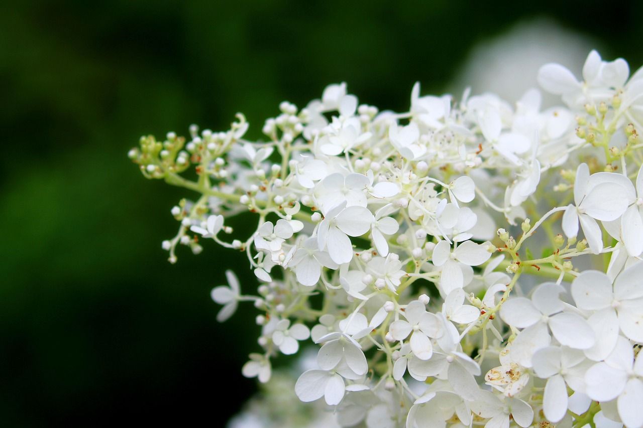 Hortensja bukietowa &#39;Great Escape&#39; Hydrangea paniculata
