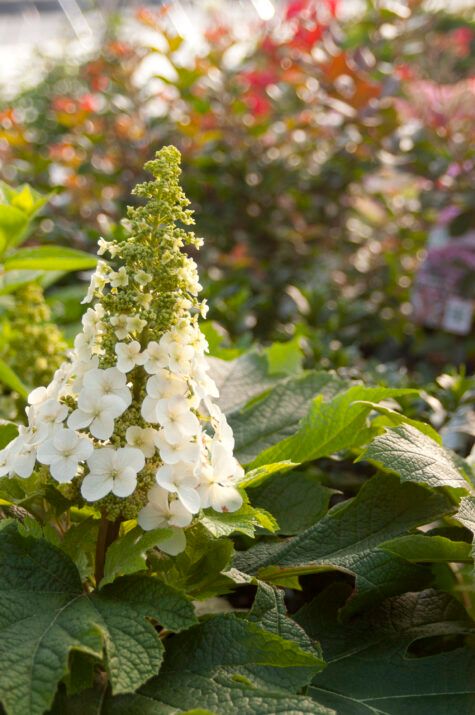 Hortensja dębolistna First Edition® &#39;Jetstream&#39;™ Hydrangea quercifolia