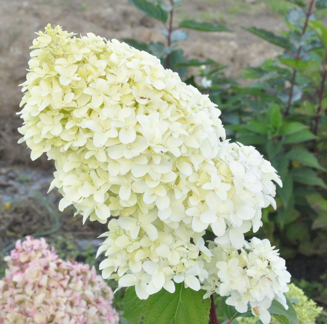 Hortensja bukietowa na pniu &#39;Diamantino&#39; Hydrangea paniculata