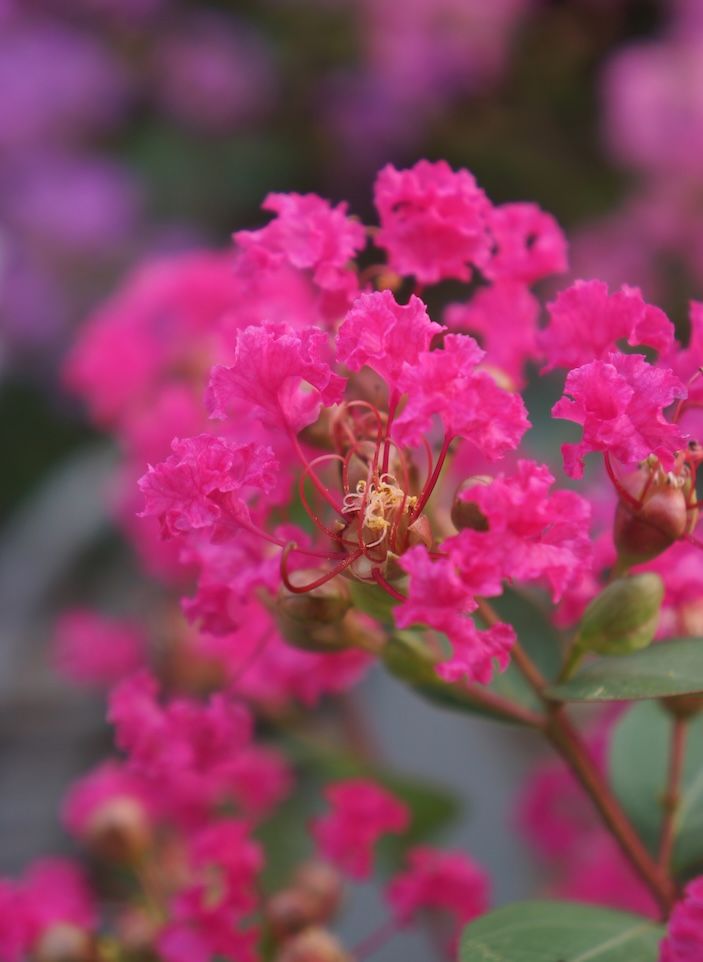 Lagerstroemia indyjska &#39;With Love Kiss&#39; Lagerstroemia indica
