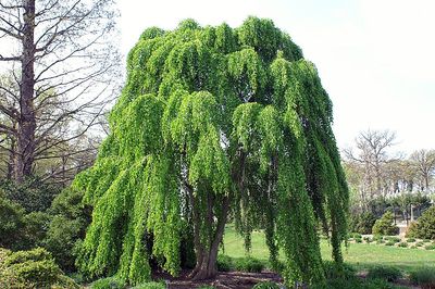 Grujecznik japoński &#39;Pendulum&#39; Cercidiphyllum japonicum