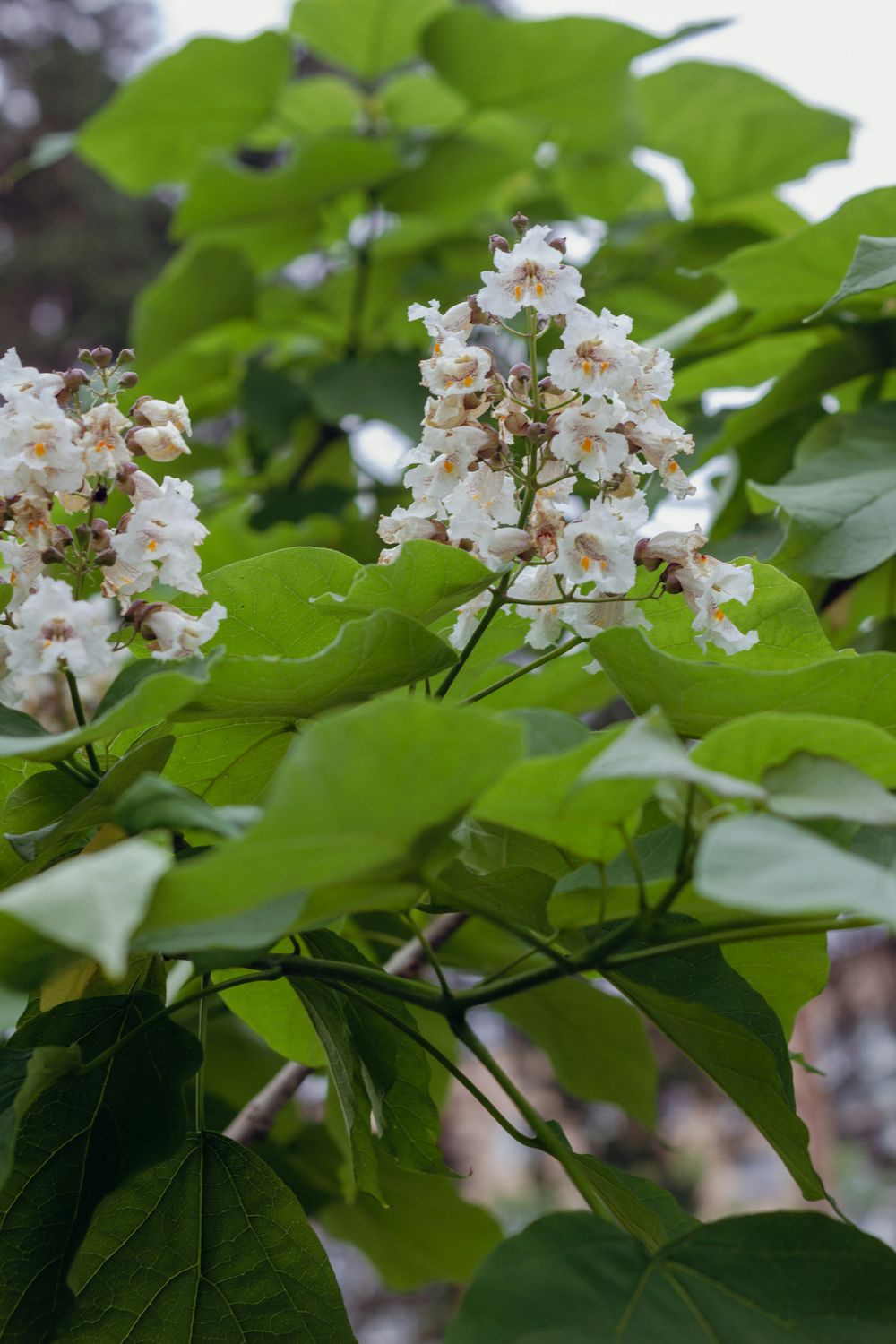Katalpa &#39;Nana&#39; Catalpa bignonioides