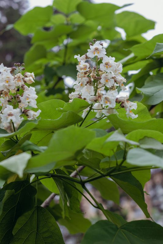 Katalpa &#39;Nana&#39; Catalpa bignonioides