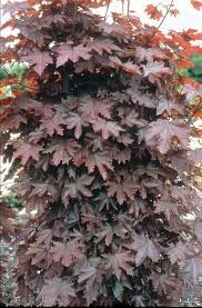 Klon kolumnowy &#39;Crimson Sentry&#39; Acer platanoides