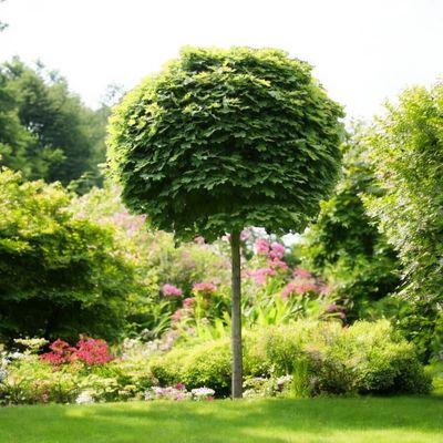 Klon pospolity &#39;Globosum&#39; Acer platanoides