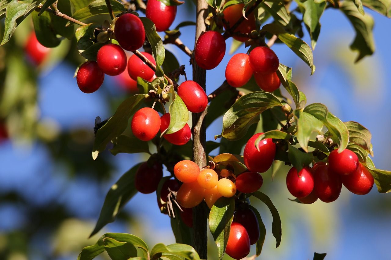 Dereń jadalny Cornus mas