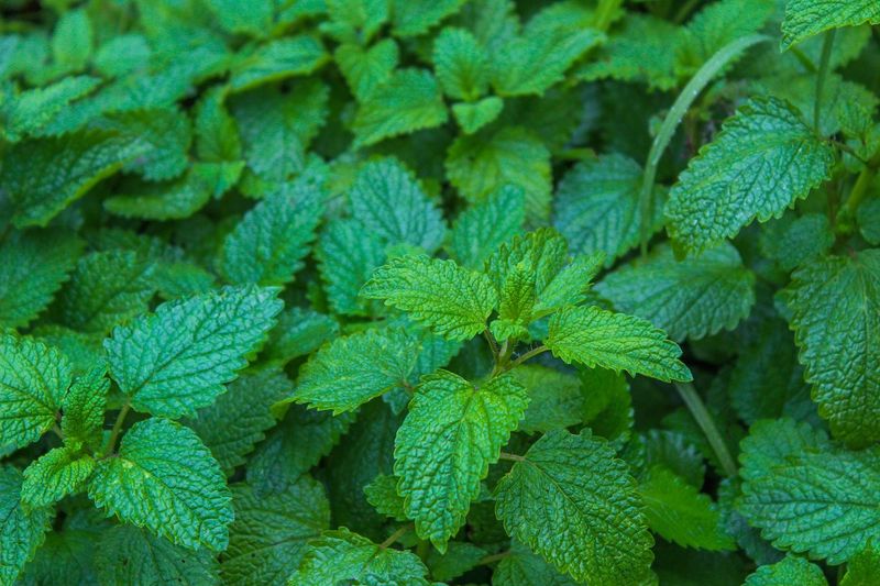 Melisa lekarska Melissa officinalis