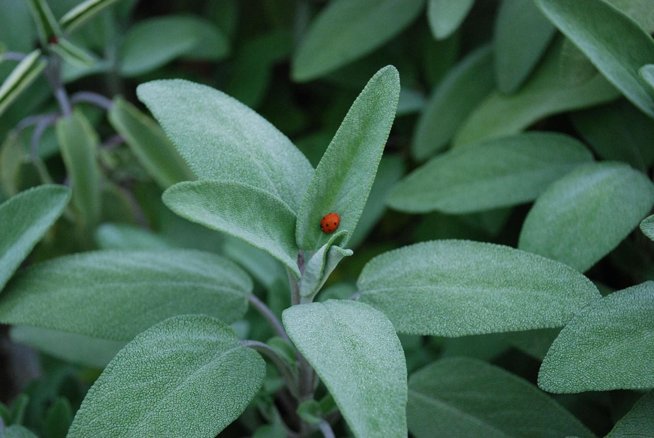 Szałwia lekarska Salvia officinalis
