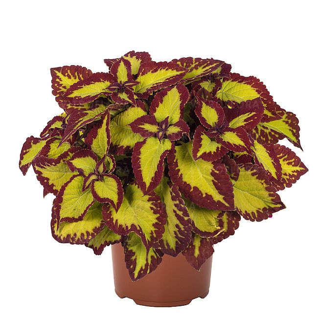 Koleus &#39;Glassworks Velvet&#39; Coleus