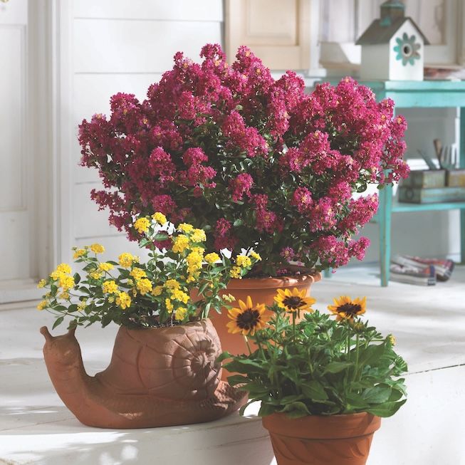 Lagerstroemia indyjska &#39;Berry Dazzle&#39; Lagerstroemia indica