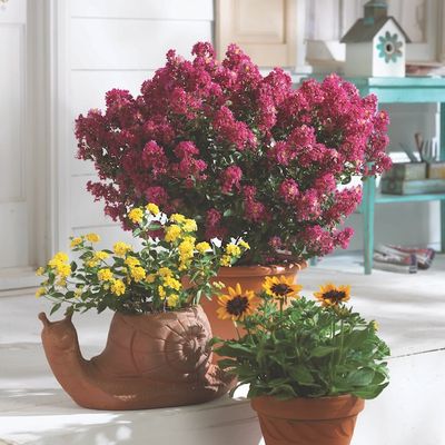 Lagerstroemia indyjska &#39;Berry Dazzle&#39; Lagerstroemia indica