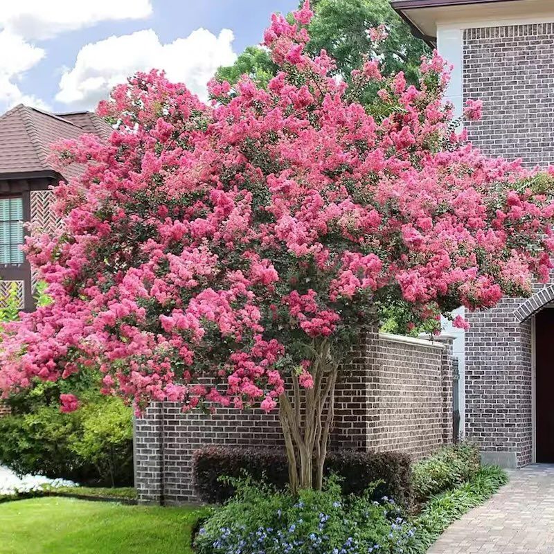 Lagerstroemia indyjska &#39;Sioux&#39; Lagerstroemia indica