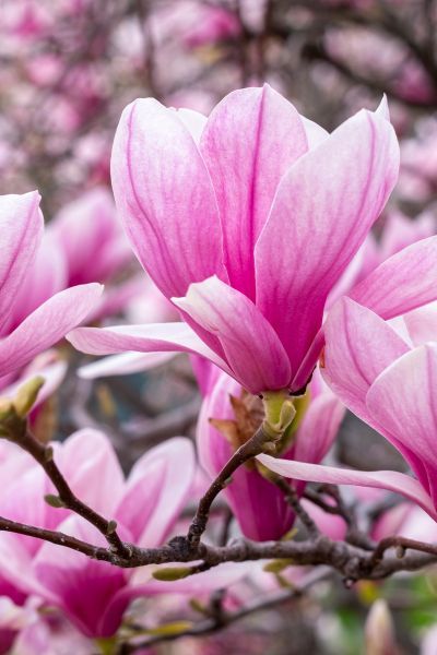 Magnolia &#39;Heaven Scent&#39; Magnolia soulangeana