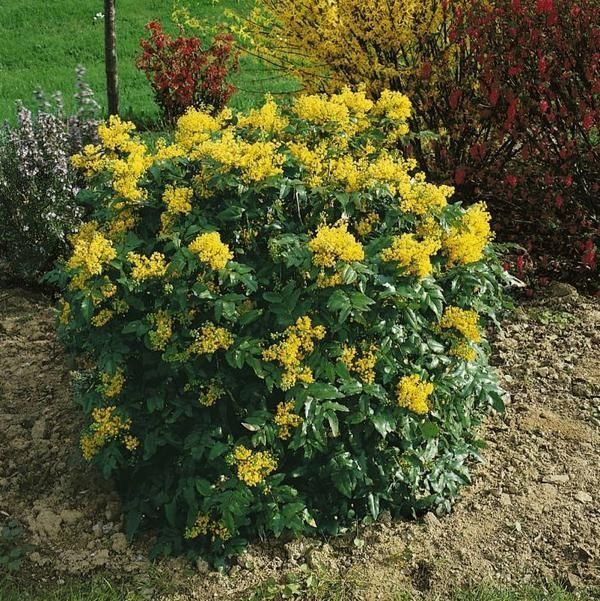 Mahonia pospolita Mahonia aquifolium